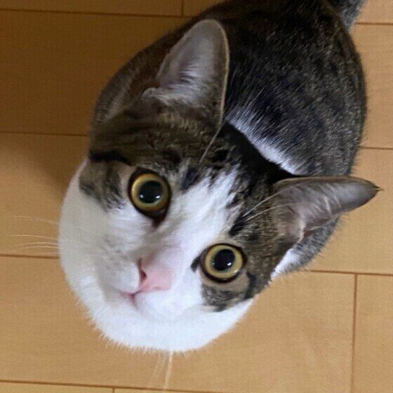 キジトラ猫のこむぎちゃん