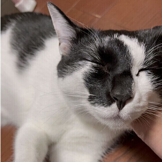 Mix（黒×白）のアマジロちゃん♪