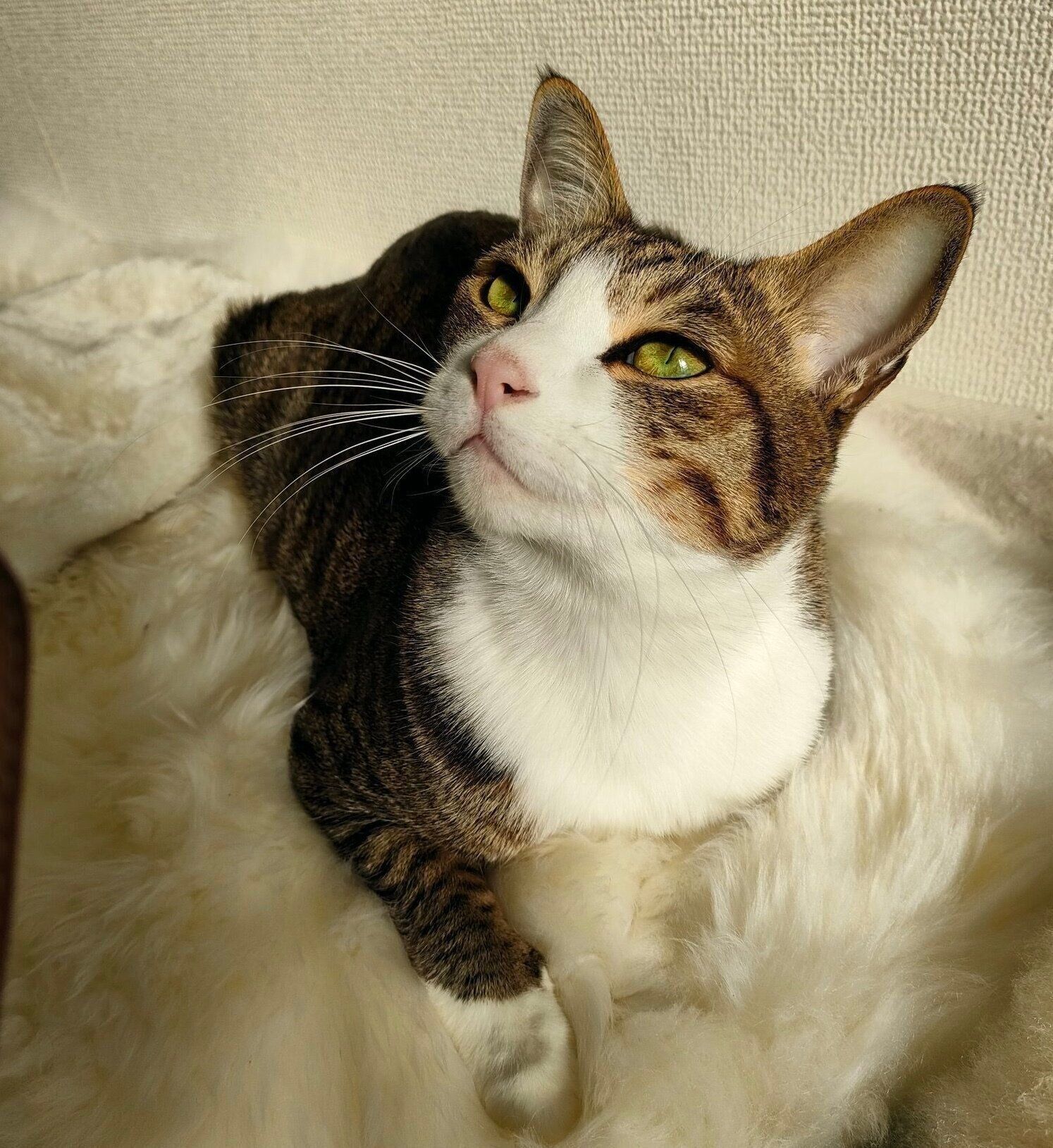 まったりするウルフくん