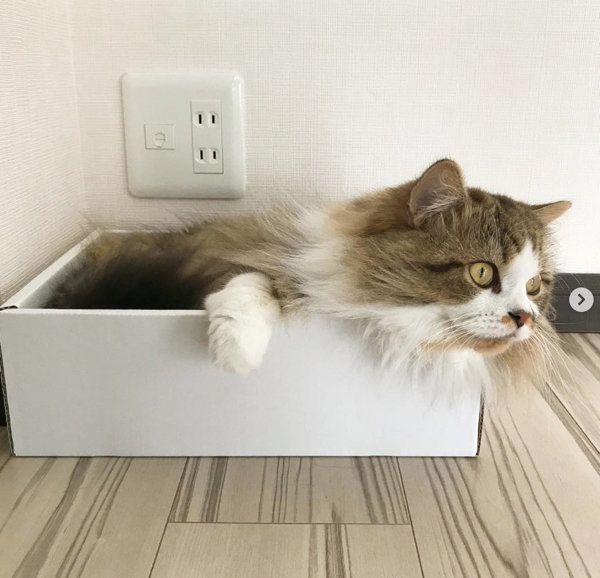 箱に入る猫