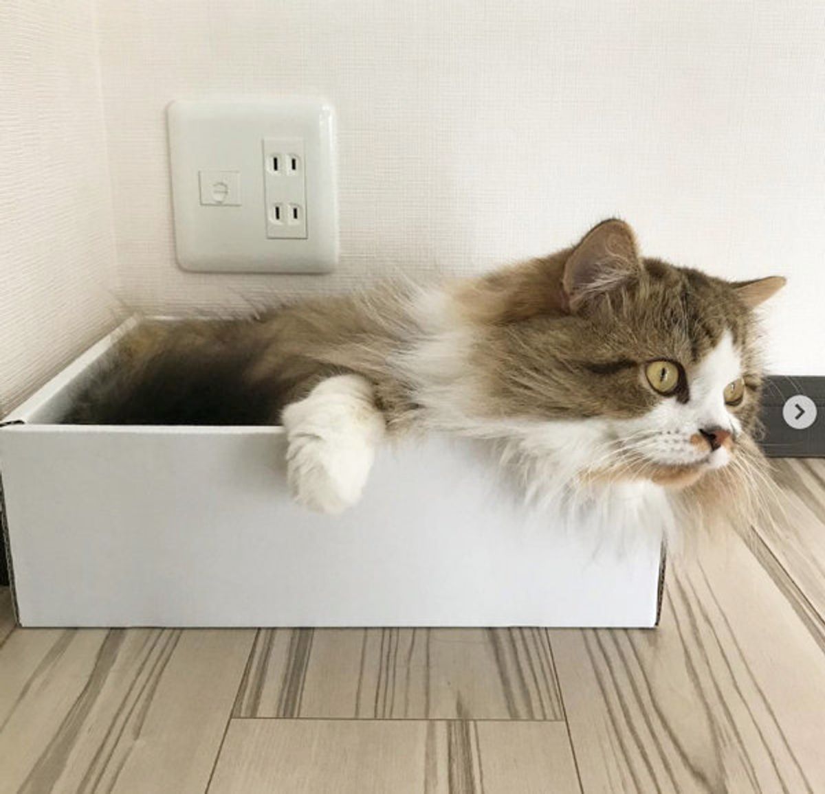 猫ってなんで箱が好きなの 知っておきたい 箱入り娘 の基礎知識 ねこのきもちweb Magazine 猫ってなんで箱が好きなの 知っておきたい 箱入り娘 の基礎知識 ねこのきもちweb Magazine