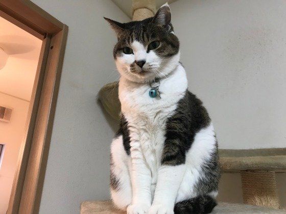 見つめるサバトラ