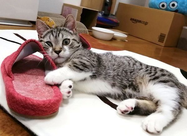 スリッパをゲットしたもかちゃん