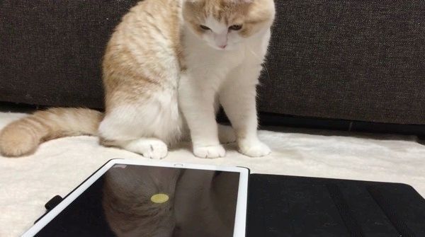 遊ぶスコティッシュフォールド