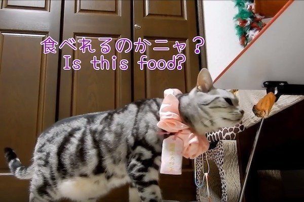 偽物の鮭に翻弄される猫