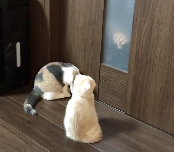 無反応の猫たち