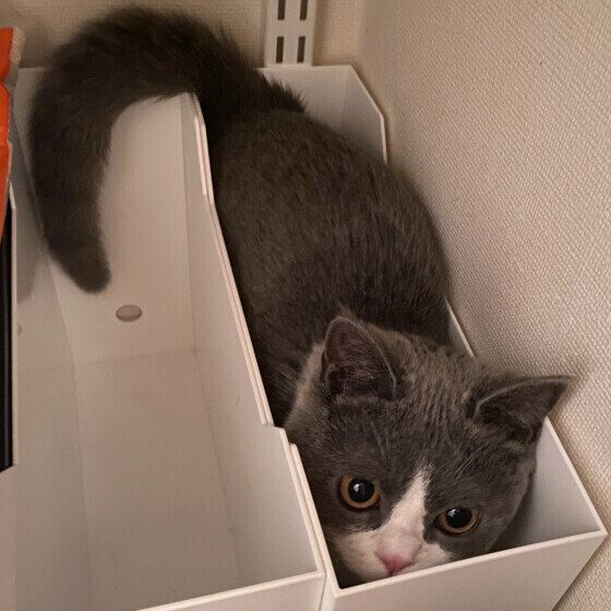 ブリティッシュショートヘアの路空くん