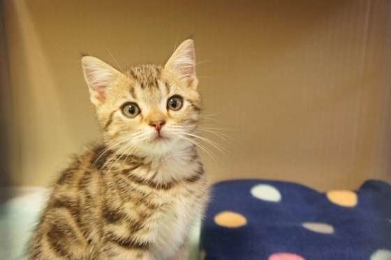 不思議そうに周りをみつめるアメリカンショートヘアの子猫