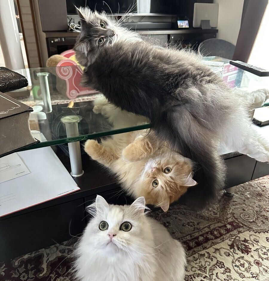 テーブルに集まるレイくん、エマちゃん、ノーマンくん