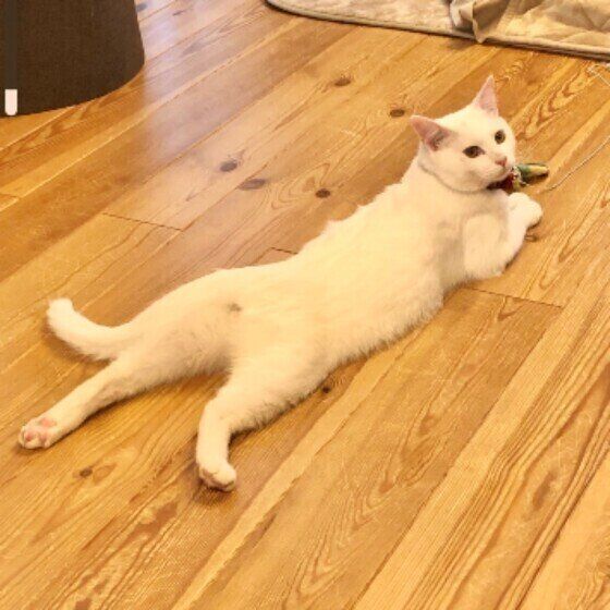 シロンちゃん（MIX）