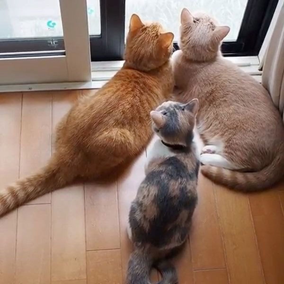 ニャルソックに出遅れちゃった猫 拗ねてかわいすぎる行動に ねこのきもちweb Magazine ニャルソックに出遅れちゃった猫 拗ねてかわいすぎる行動に ねこのきもちweb Magazine
