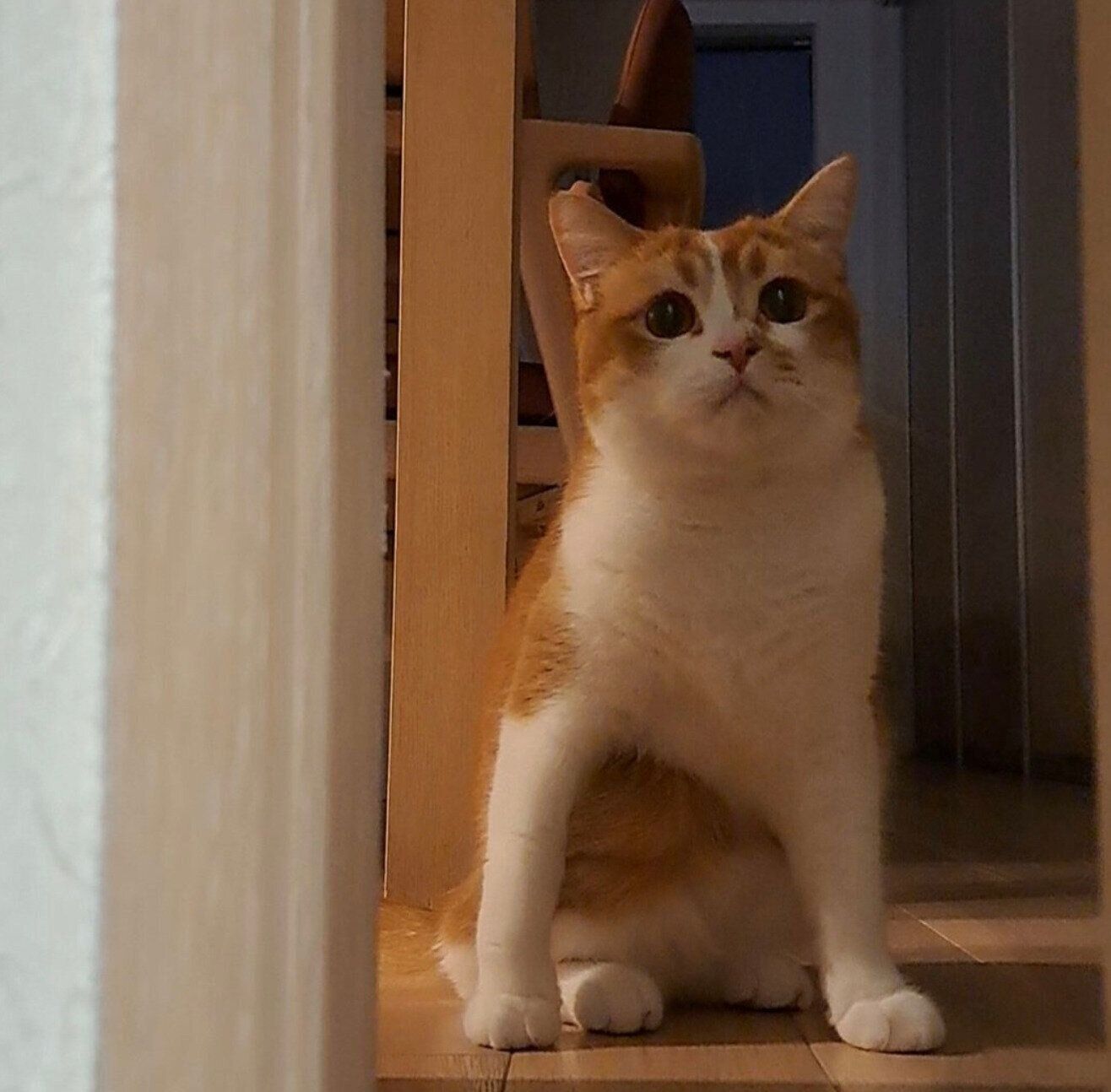 飼い主さんがお風呂から出るのを座って待っているもなかくん