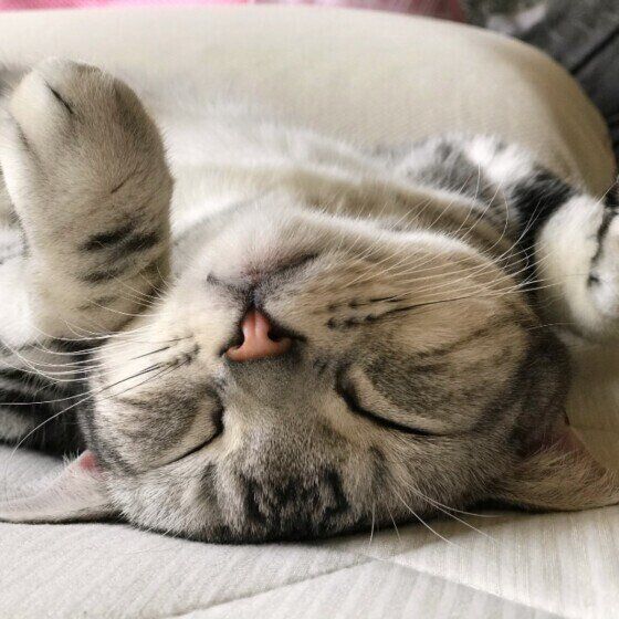 ヘソ天で眠るアメリカンショートヘア