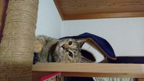 一点を見つめる猫