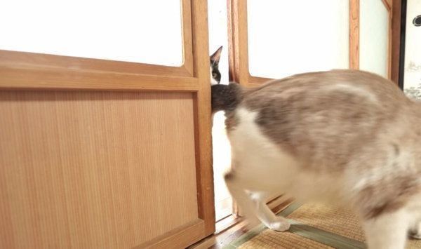 扉を開けようとする猫