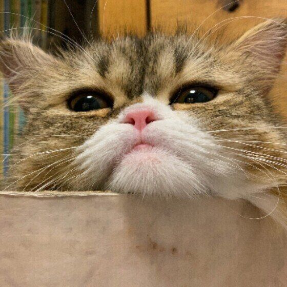 アゴ乗せする猫