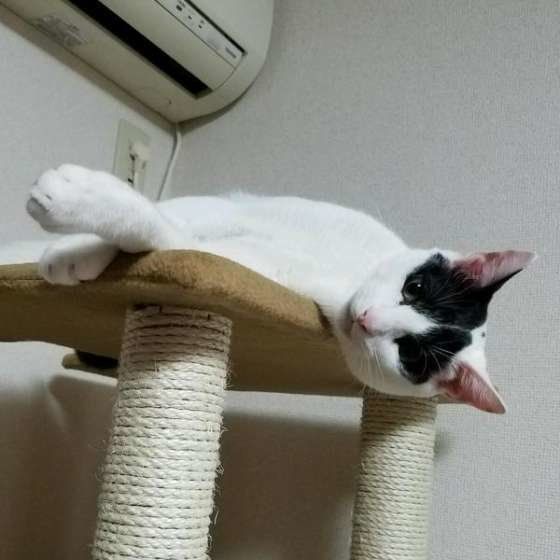 名無しの猫　エアコン