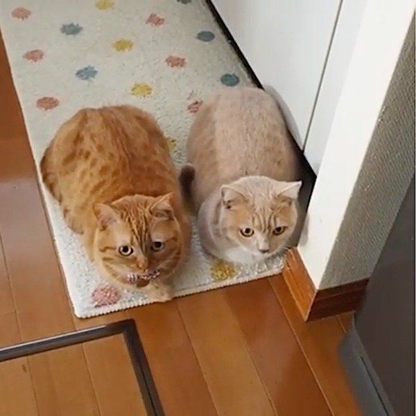 寄り添うするマンチカン