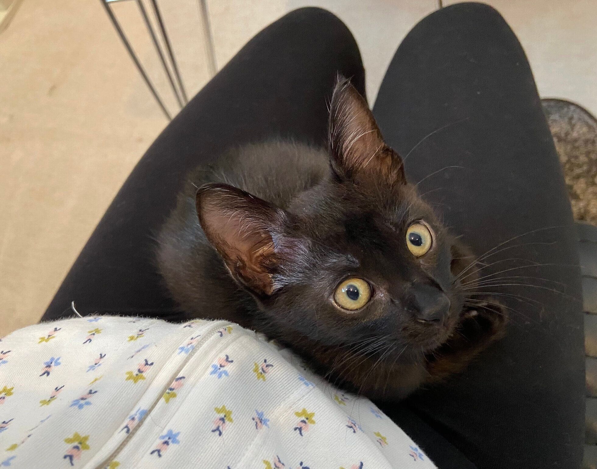 生後2カ月の誕生日を迎えたときのトニーくん