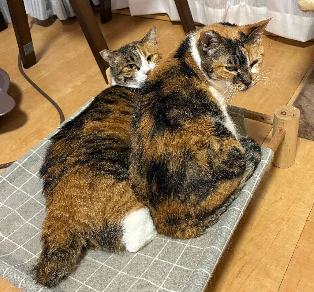 一緒に過ごすランちゃんとタンちゃん