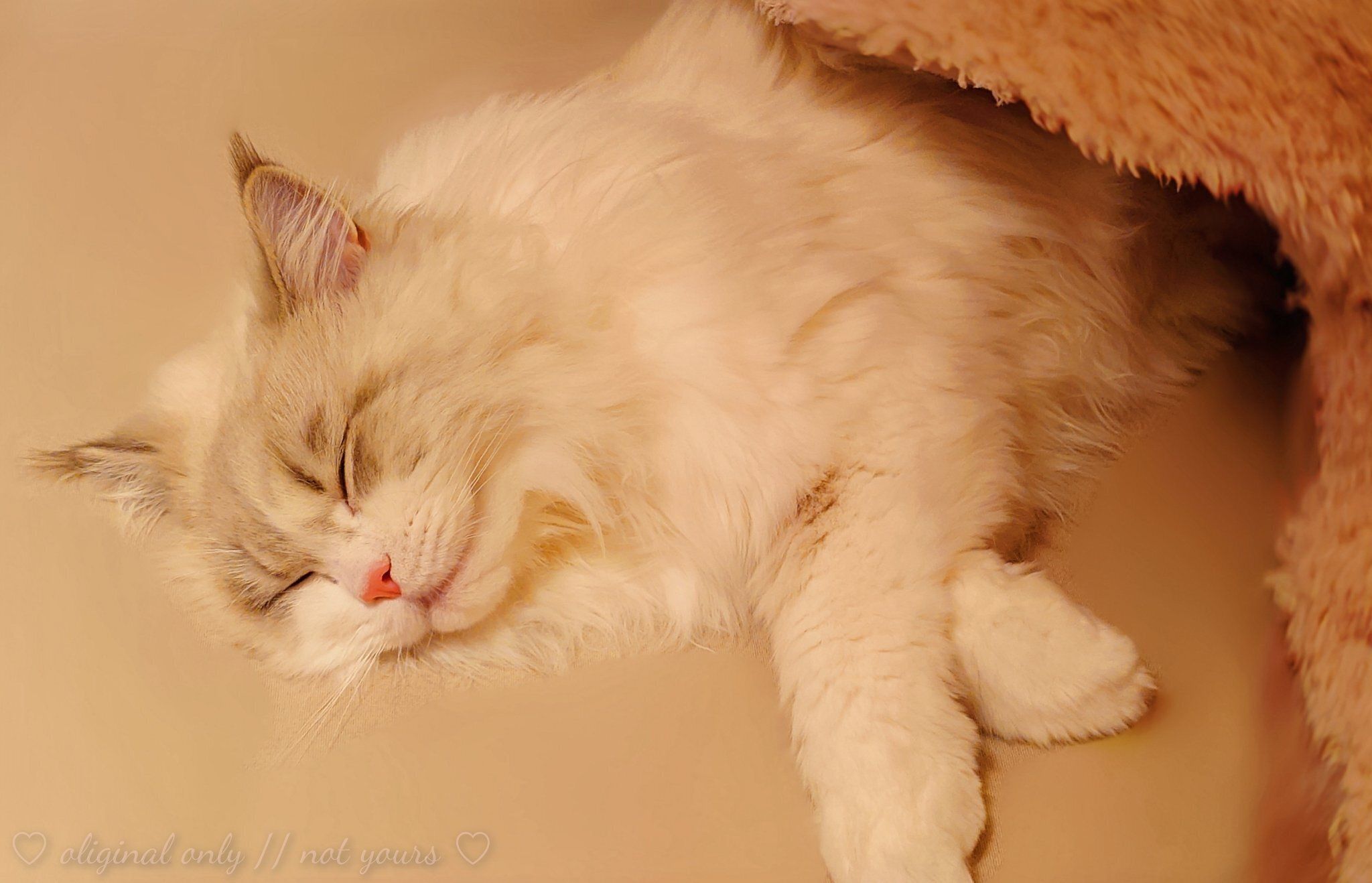 眠っている猫