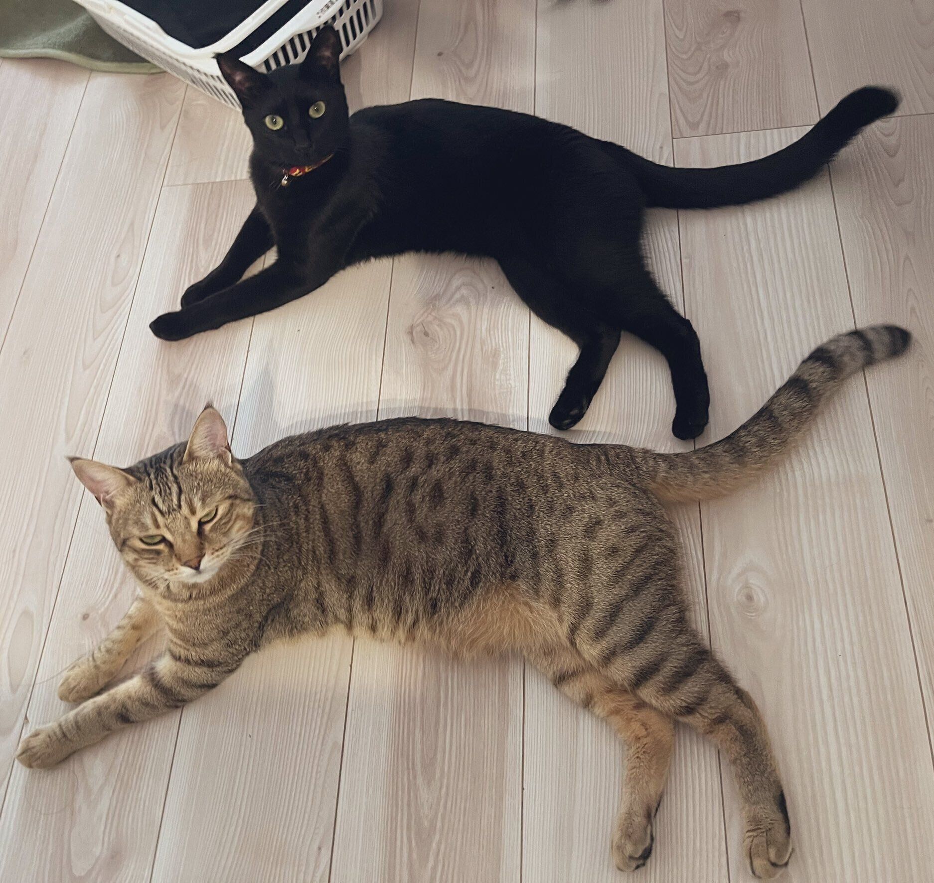 同じ体勢でくつろぐ実の兄弟猫たち。