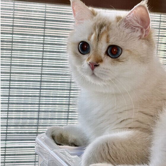 ブリティッシュショートヘアのきくちゃん