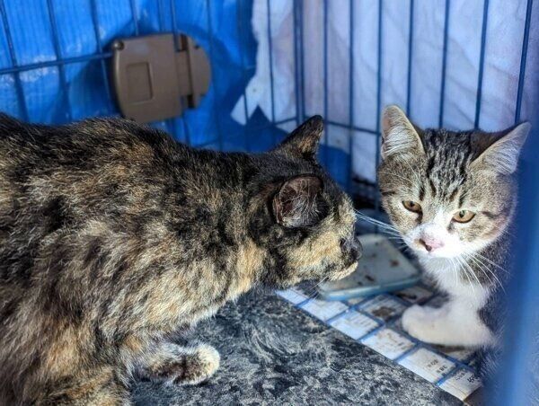 保護当時のおこげちゃん、こたつくん