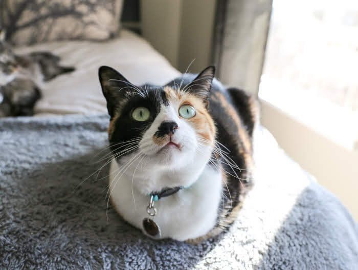 ひなたぼっこをする猫