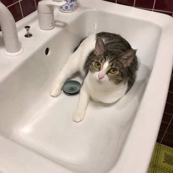 洗面台から見上げるキジトラのうめちゃん