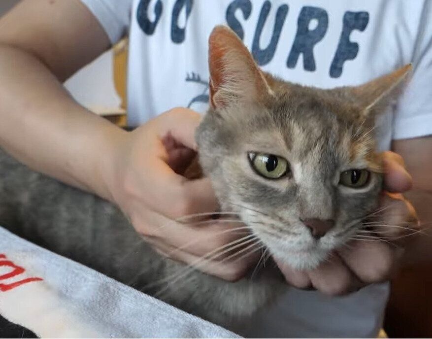 マッサージされる猫