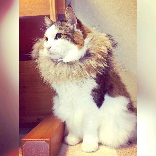 ファーを付けるノルウェージャンフォレストキャット