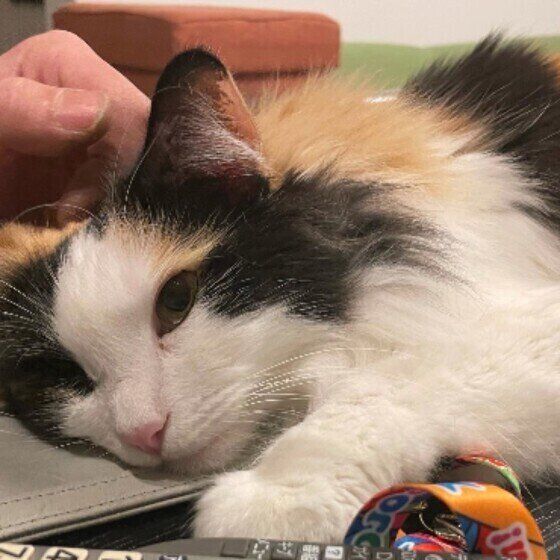 飼い主さんに甘えるミケ猫