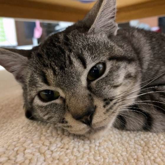 MIXキジトラのしずくちゃん