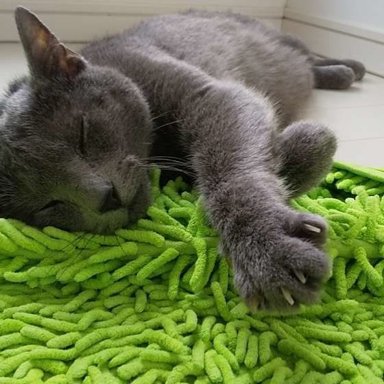 ロシアンブルーのそらくん