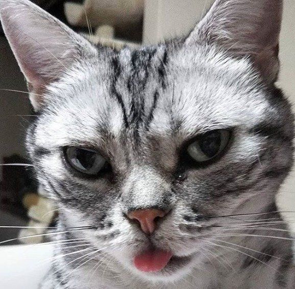 アメリカンショートヘアのきいちゃん