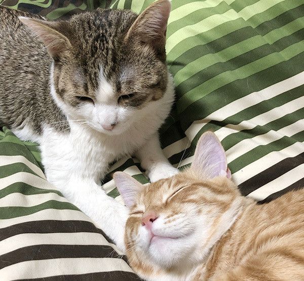寄り添う猫