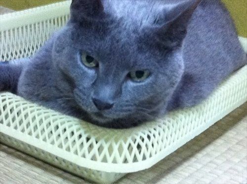 画像提供／古坂大魔王さん