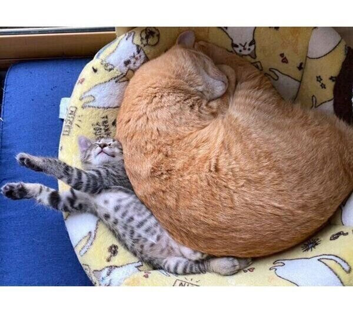 たった数カ月で体の大きさが逆転 先住猫と添い寝する子猫 2枚の写真を比較すると急成長ぶりに驚き ねこのきもちweb Magazine たった数カ月で体の大きさが逆転 先住猫と添い寝する子猫 2枚の写真を比較すると急成長ぶりに驚き ねこのきもちweb Magazine