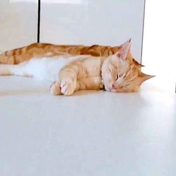 分身の術を披露するアメリカンショートヘア