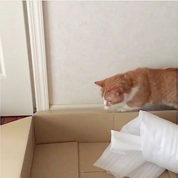 押し出されるニャンコ