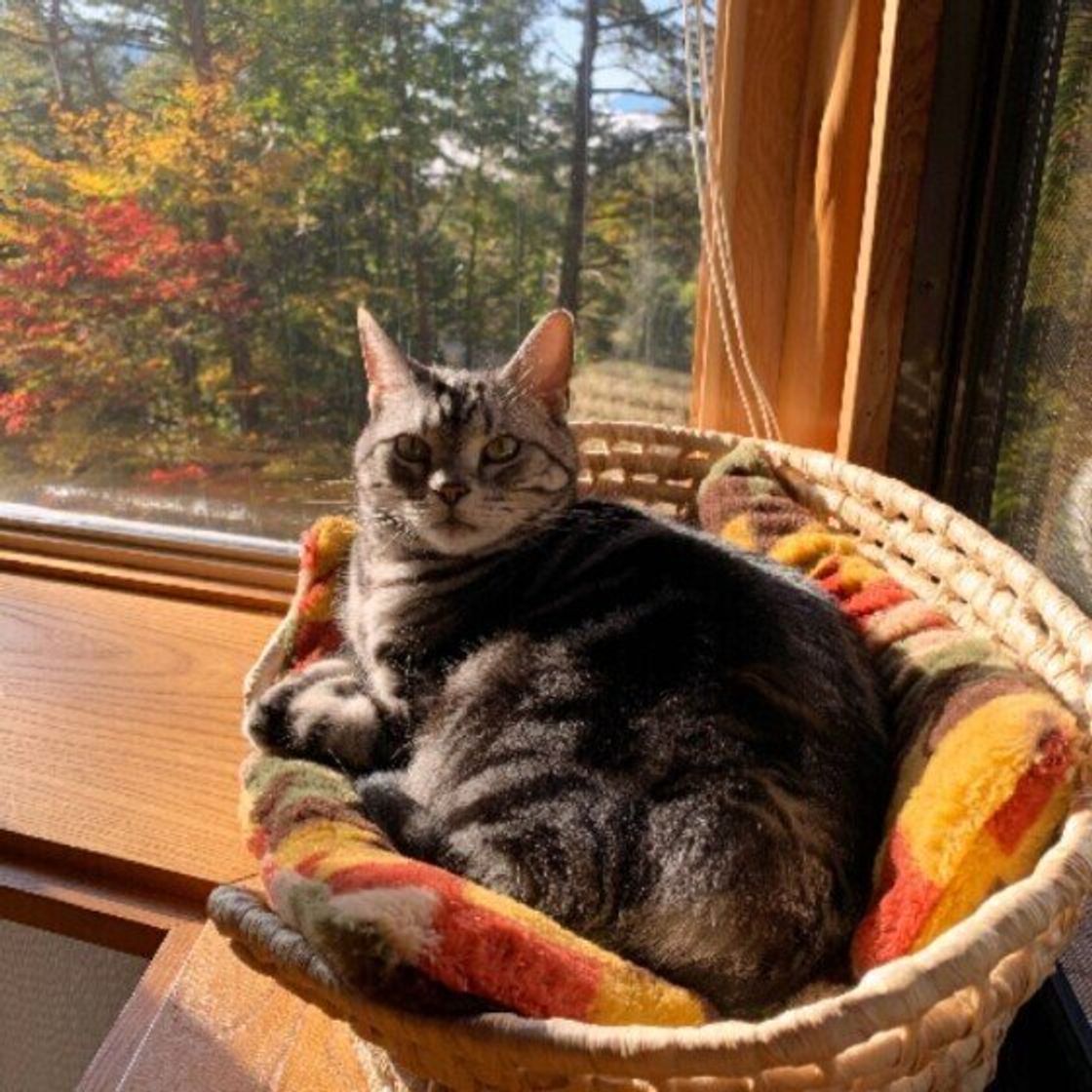 かぼちゃは猫に与えてもいいの 秋が旬の食材を与えてok Ng を解説します ねこのきもちweb Magazine かぼちゃは猫に与えてもいいの 秋が旬の食材を与えてok Ng を解説します ねこのきもちweb Magazine