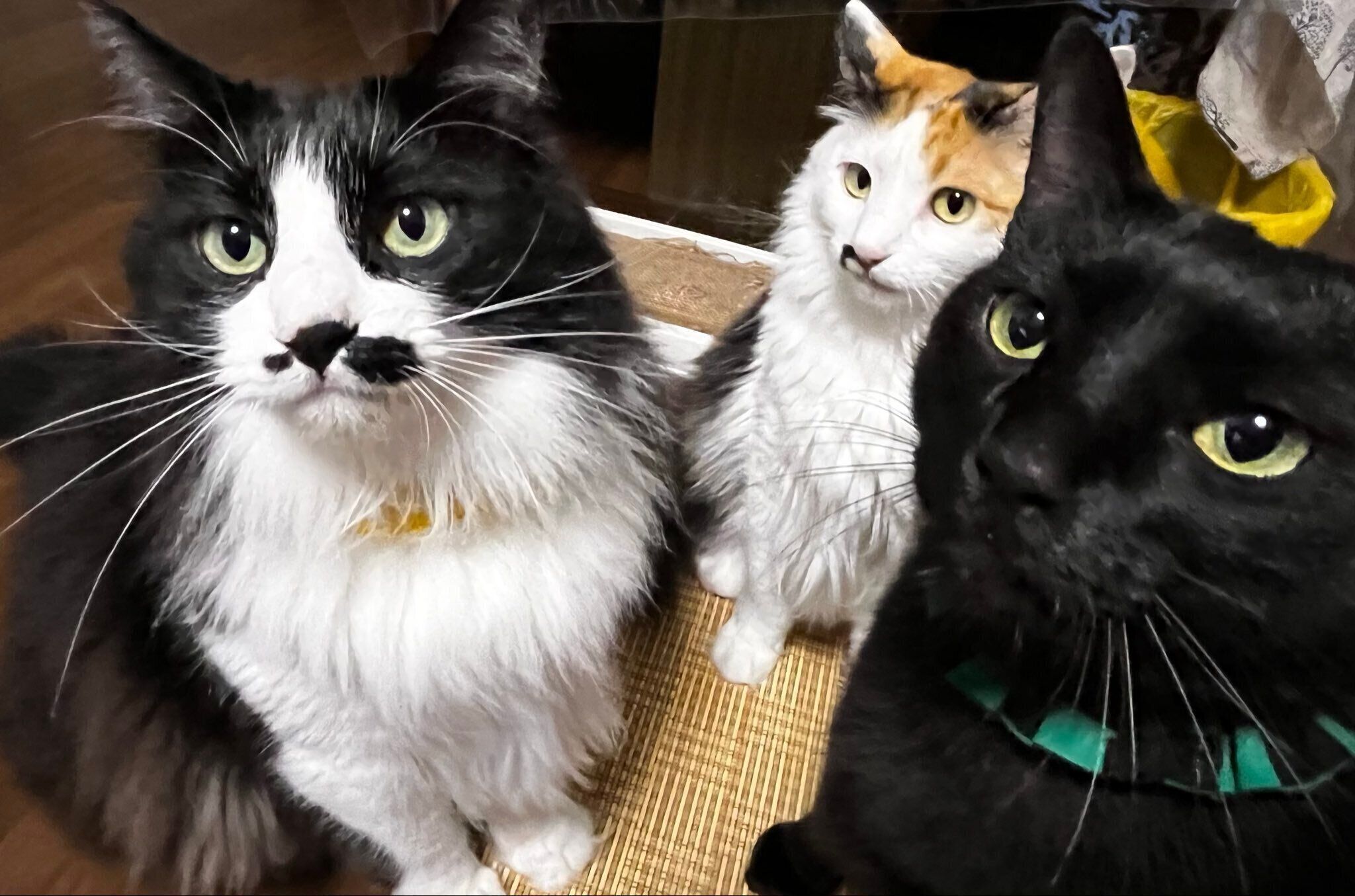 「私の行く場所、行く場所についてくる3匹がとてもかわいいです」と飼い主さんが