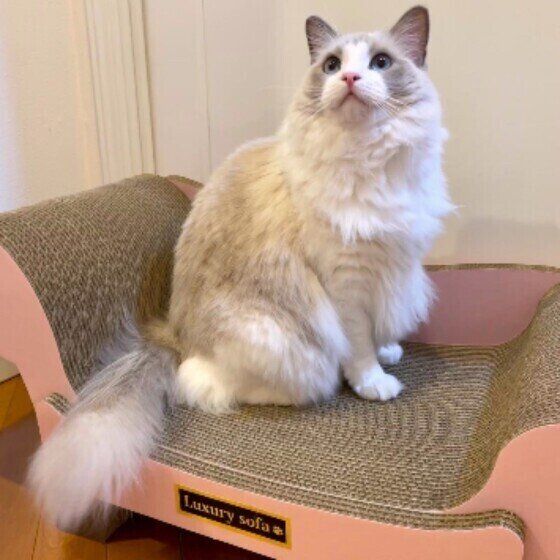 爪とぎに乗るラグドール