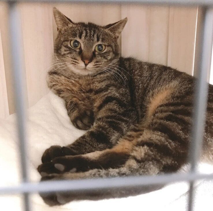 お迎え2日目の猫