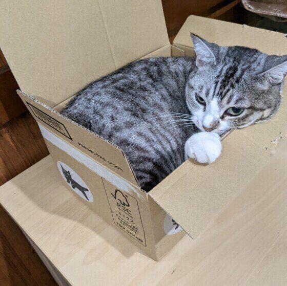 段ボールに入るリモちゃん（MIX）