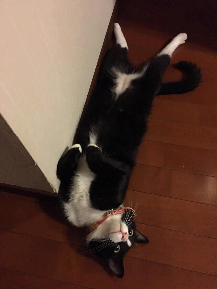 廊下でへそ天する猫