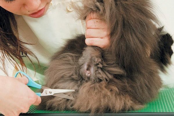 やり過ぎると危険な猫のトイレのお世話