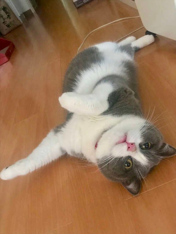 暑くて床にゴロン！スコティッシュフォールドのこはち