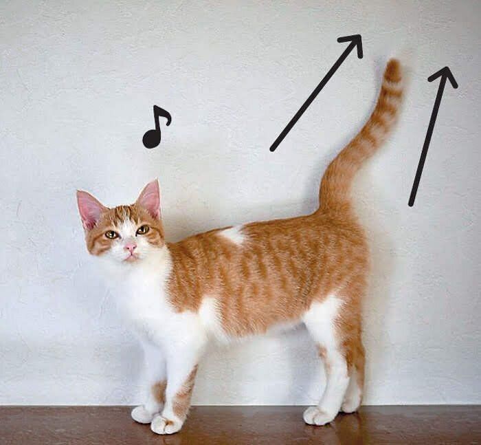 しっぽをピンと立てる上機嫌の猫